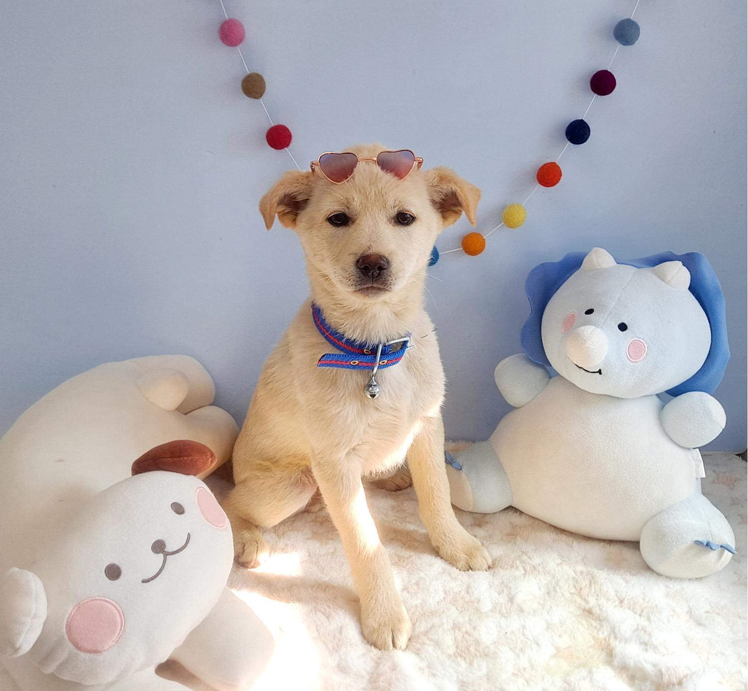 통영시동물보호센터_448533202300128